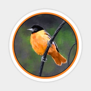 Baltimore Oriole Magnet